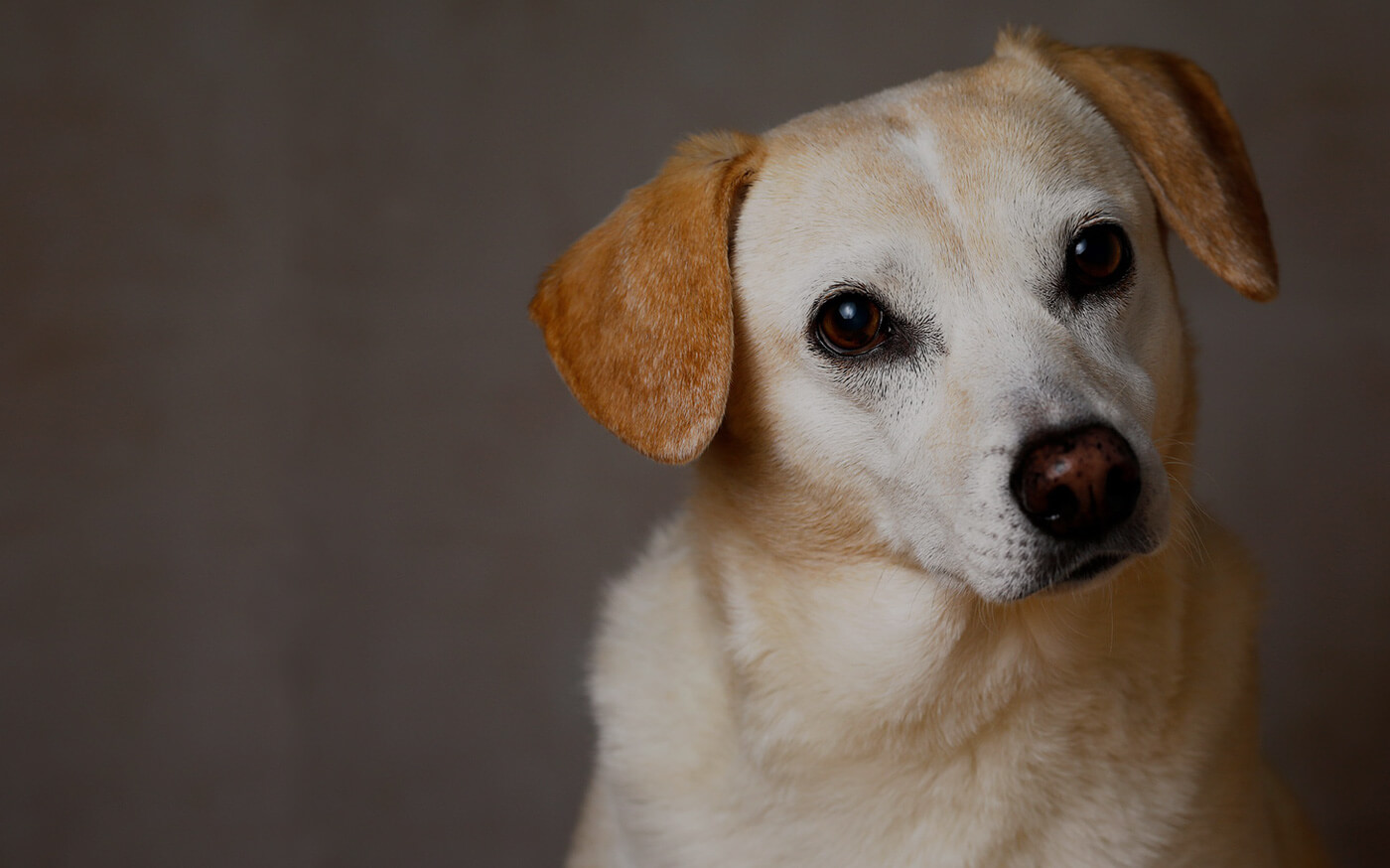 rescate de perrosRiogordo