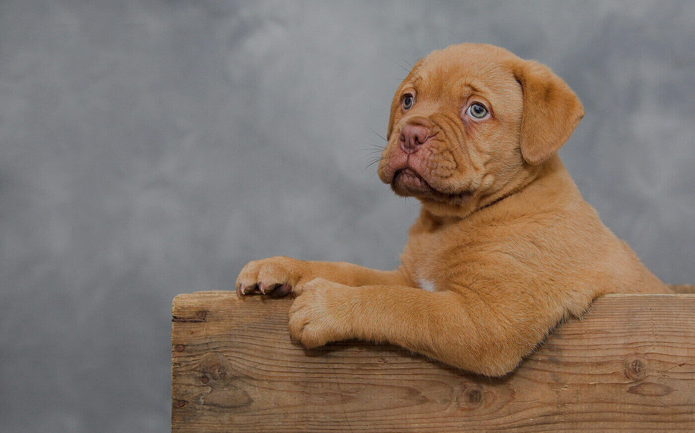 rescate de perrosRiogordo