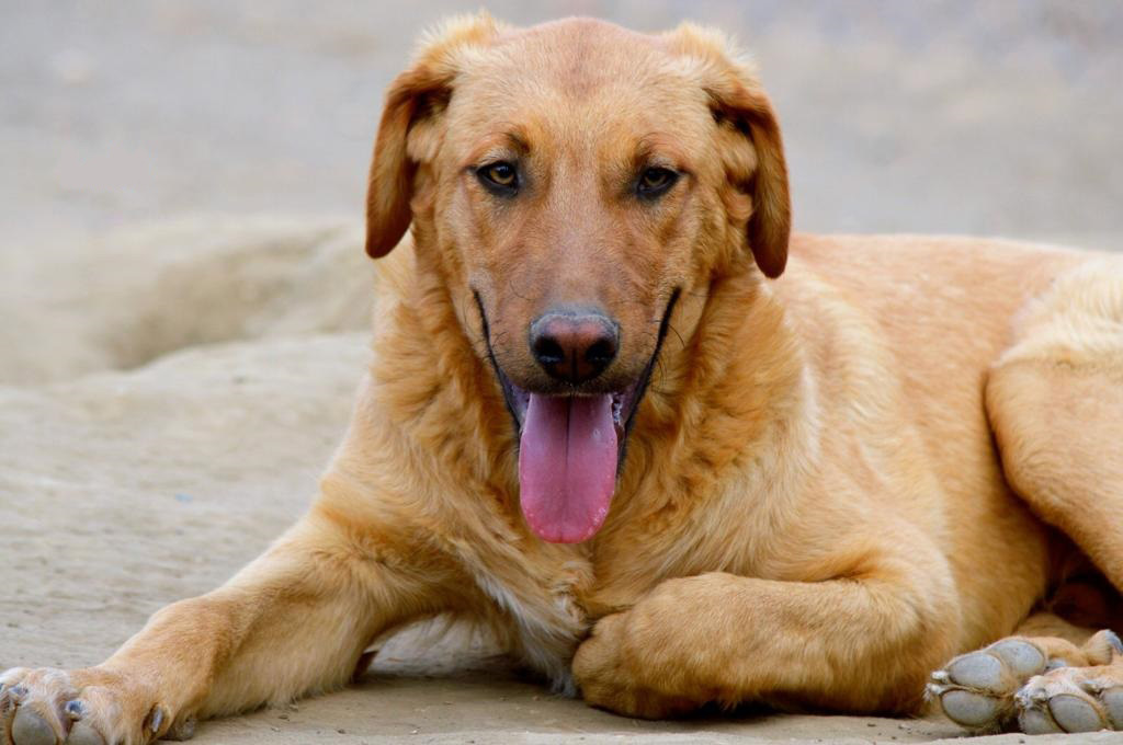 rescate de perrosRiogordo